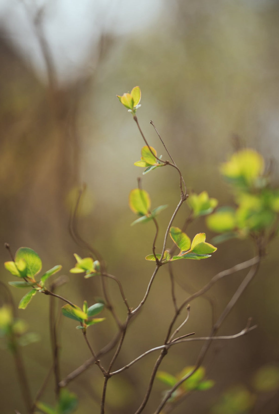 🌸 March Moments: Refresh Your Home with Luxury Spring Fragrance