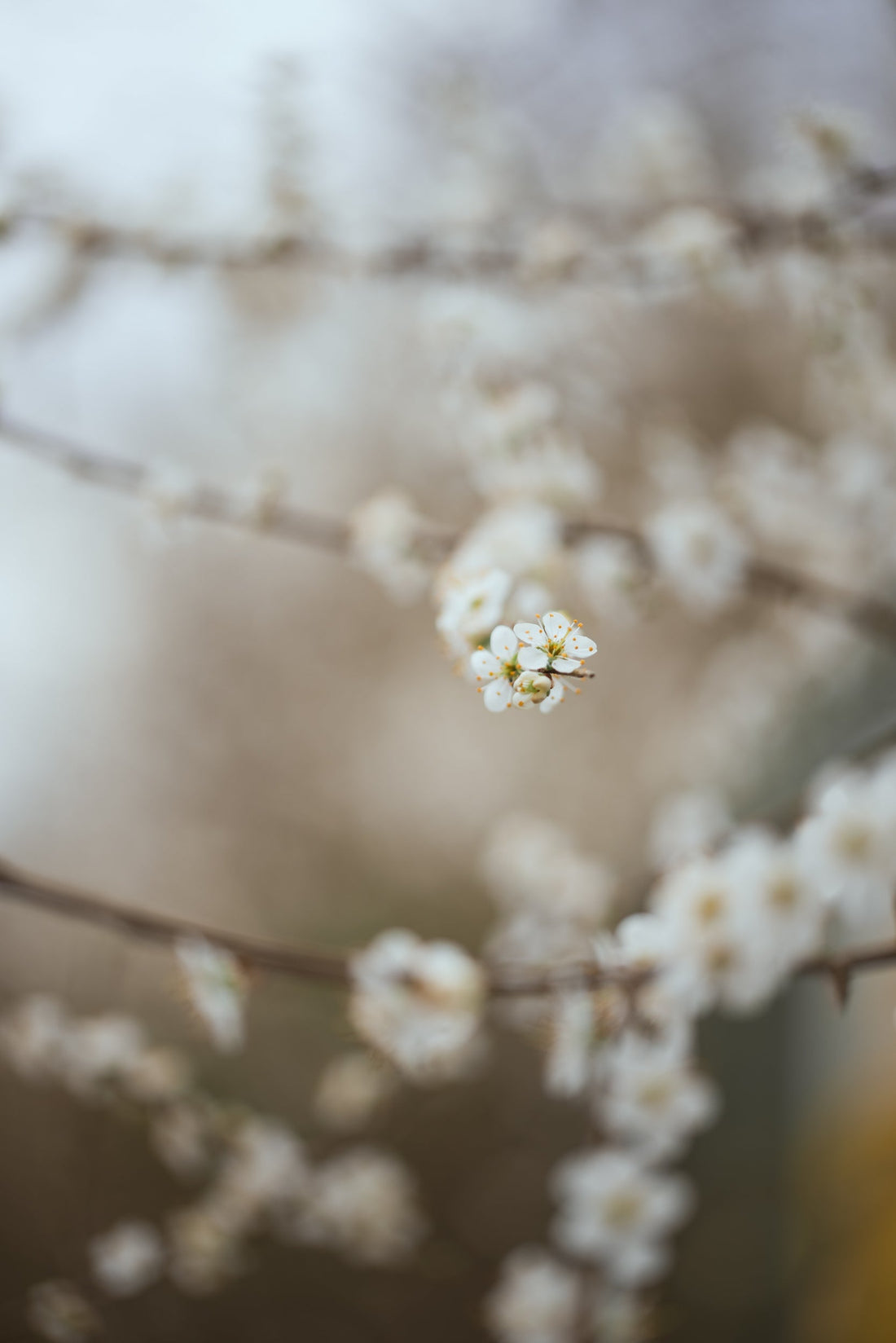 White spring blossom 