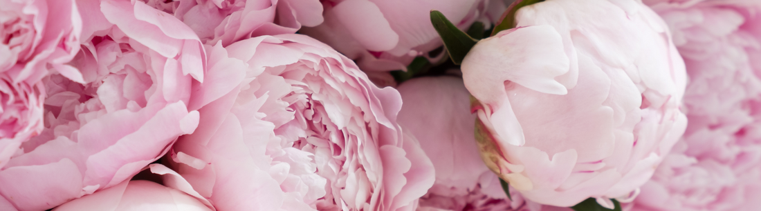 pink peonies